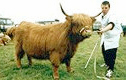 The Sutherland Agricultural Show